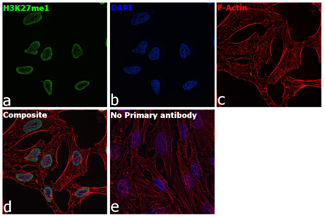 H3K27me1 Antibody in Immunocytochemistry (ICC/IF)