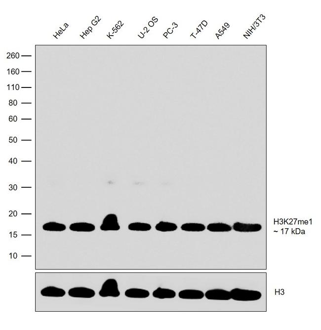 H3K27me1 Antibody in Western Blot (WB)