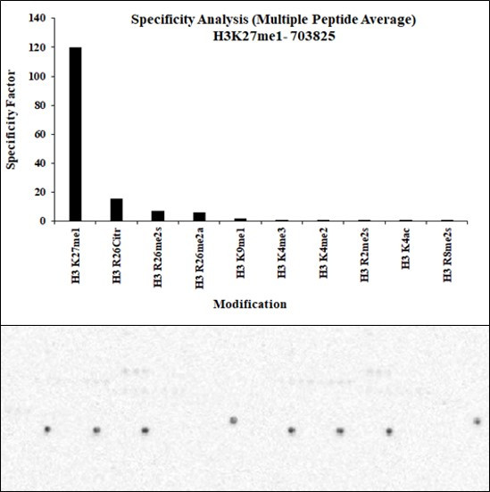 H3K27me1 Antibody in Peptide array (ARRAY)