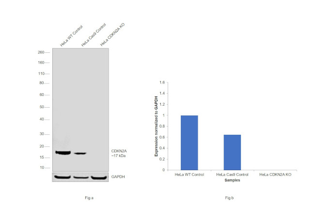 p16INK4a Antibody