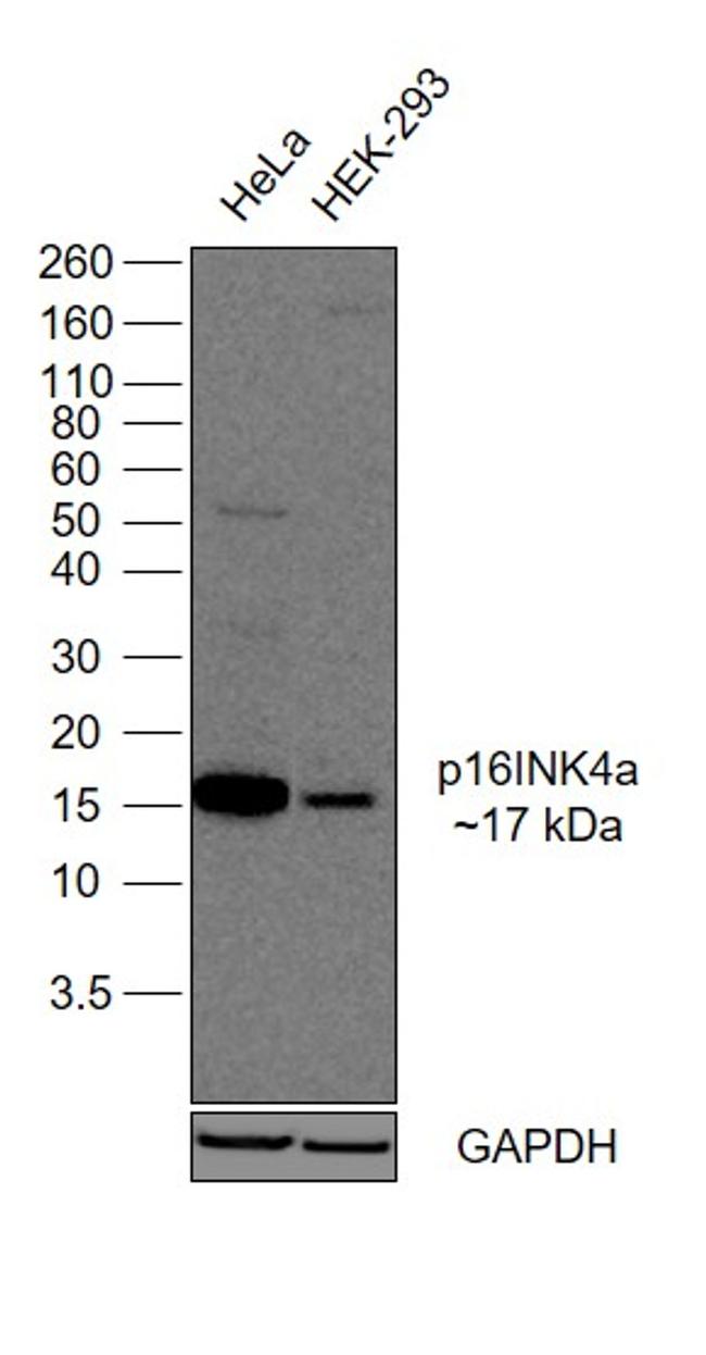 p16INK4a Antibody in Western Blot (WB)