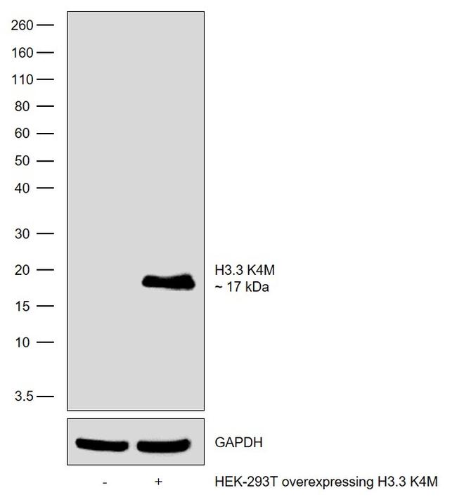 H3.3 K4M Antibody in Western Blot (WB)