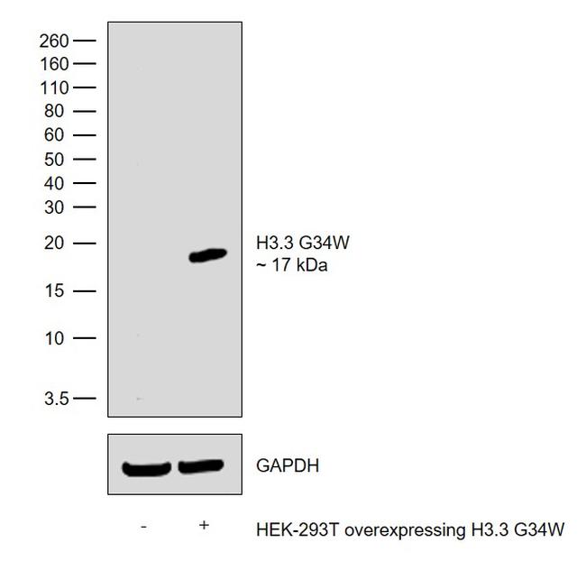 H3.3 G34W oncohistone mutant Antibody in Western Blot (WB)