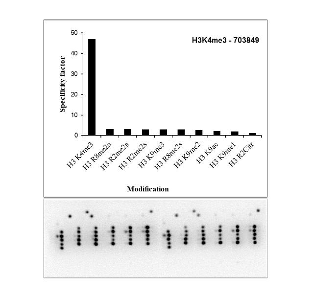 H3K4me3 Antibody in Peptide array (ARRAY)