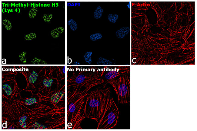 H3K4me3 Antibody in Immunocytochemistry (ICC/IF)