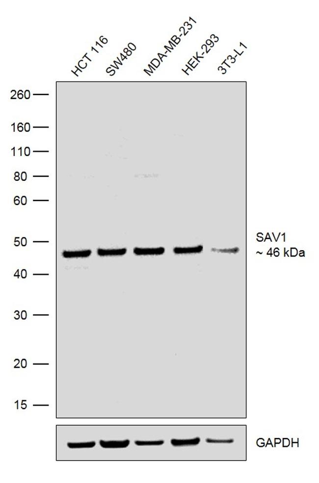 SAV1 Antibody in Western Blot (WB)