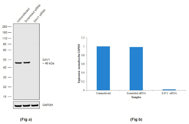 SAV1 Antibody