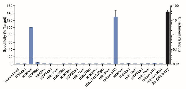 H3K9ac Antibody in ChIP Assay (ChIP)