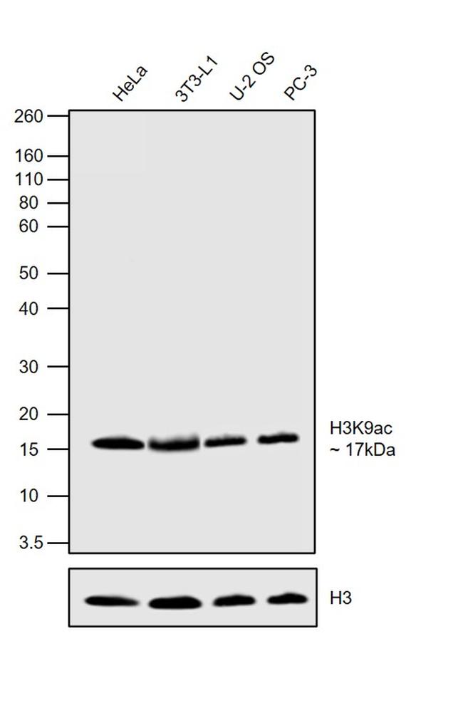 H3K9ac Antibody in Western Blot (WB)