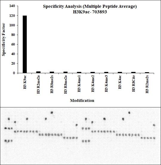 H3K9ac Antibody in Peptide array (ARRAY)