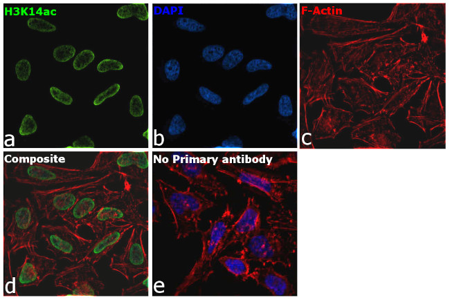 H3K14ac Antibody in Immunocytochemistry (ICC/IF)