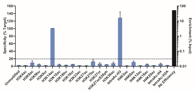 H3K14ac Antibody in ChIP Assay (ChIP)