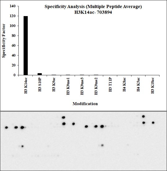 H3K14ac Antibody in Peptide array (ARRAY)