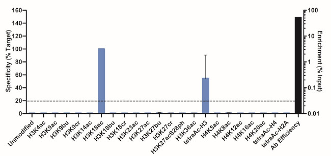 H3K18ac Antibody in ChIP Assay (ChIP)