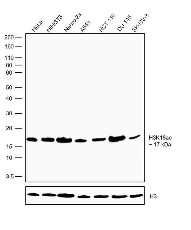 H3K18ac Antibody in Western Blot (WB)