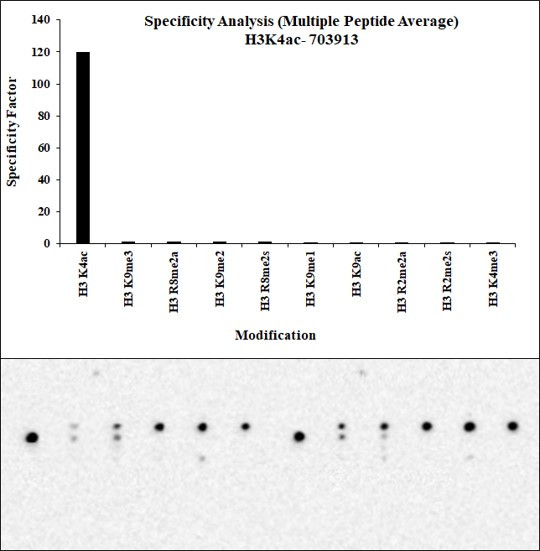 H3K4ac Antibody