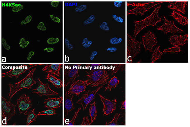 H4K5ac Antibody in Immunocytochemistry (ICC/IF)