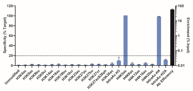 H4K5ac Antibody in ChIP Assay (ChIP)