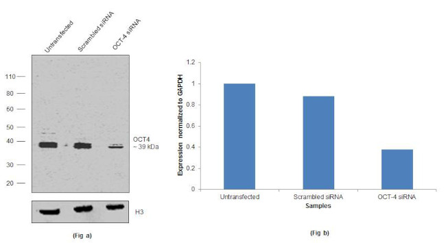 OCT4 Antibody