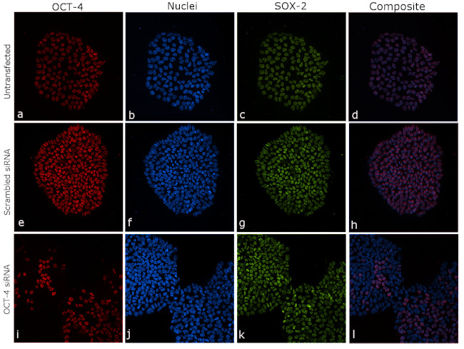 OCT4 Antibody in Immunocytochemistry (ICC/IF)