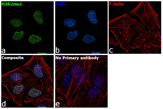 H3R2me1 Antibody in Immunocytochemistry (ICC/IF)