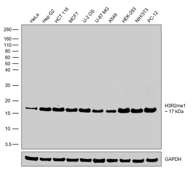 H3R2me1 Antibody in Western Blot (WB)