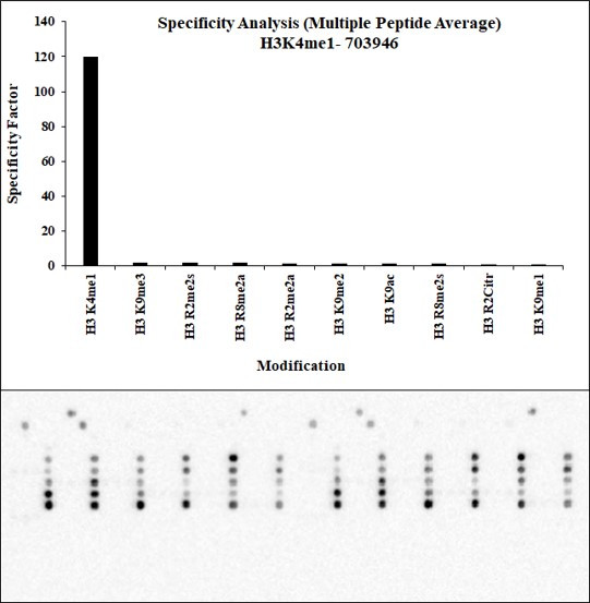 H3K4me1 Antibody in Peptide array (ARRAY)