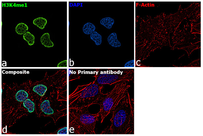 H3K4me1 Antibody in Immunocytochemistry (ICC/IF)