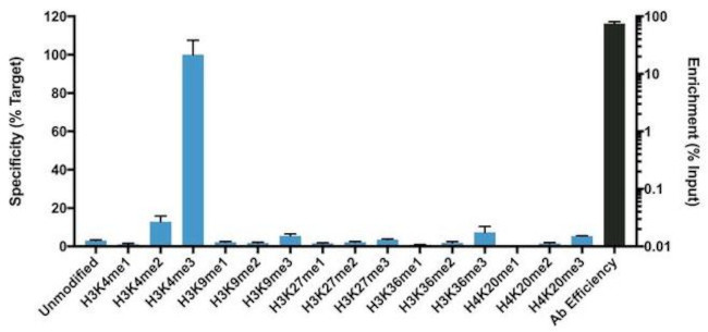 H3K4me3 Antibody in ChIP Assay (ChIP)