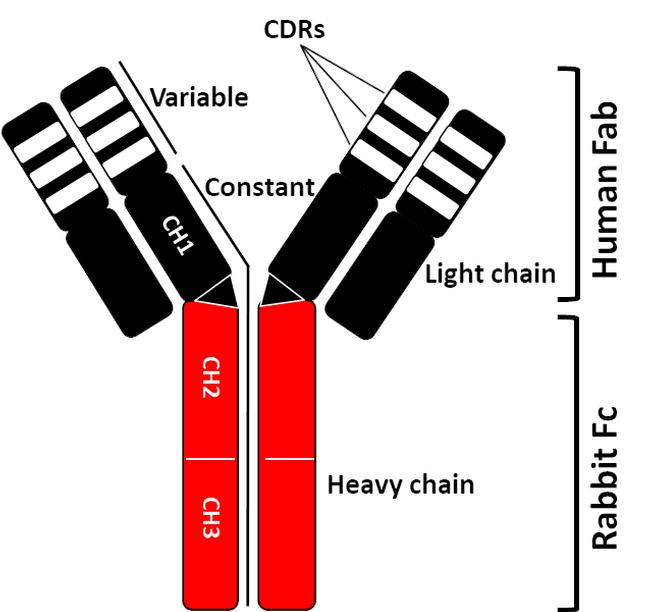 SARS-CoV-2 Spike Protein (RBD) Chimeric Antibody