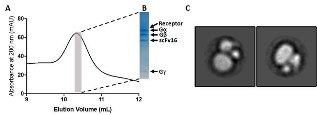 GPCR/G-protein complex-stabilizing scFv Antibody