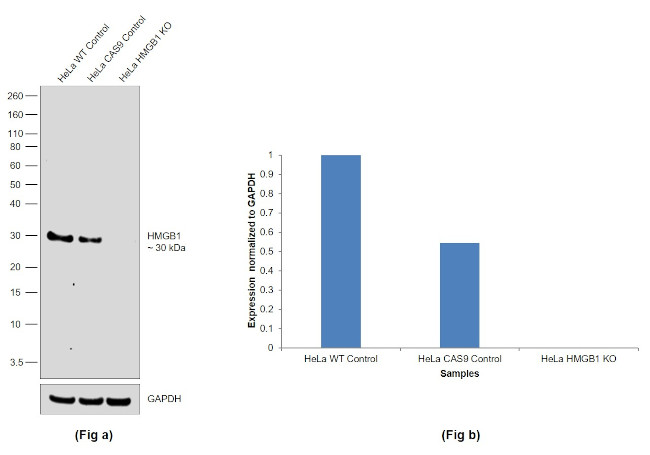 HMGB1 Antibody