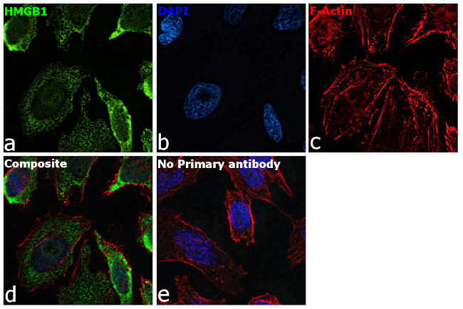 HMGB1 Antibody in Immunocytochemistry (ICC/IF)