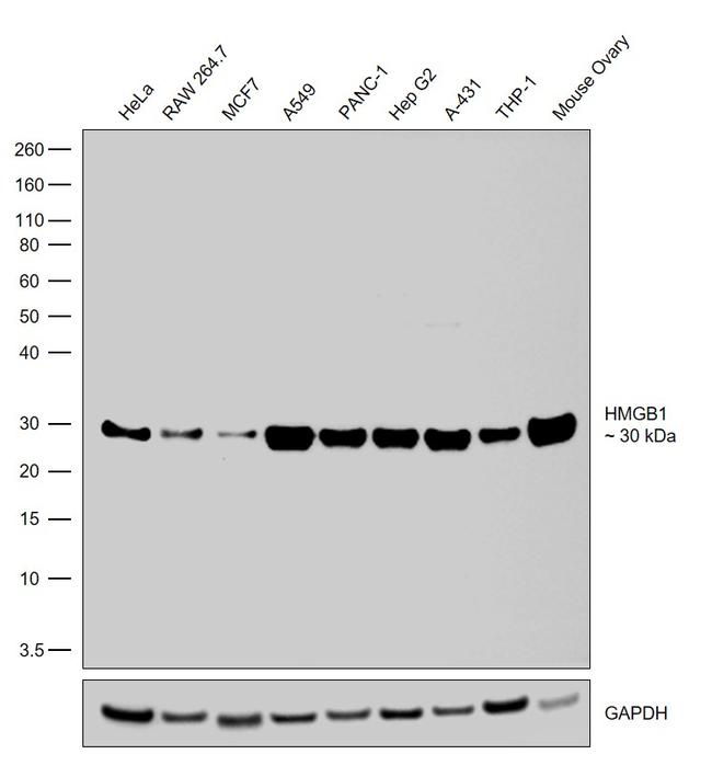 HMGB1 Antibody in Western Blot (WB)