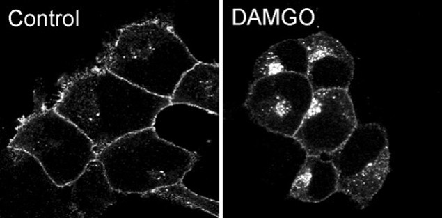 OPRM1 Antibody in Immunocytochemistry (ICC/IF)