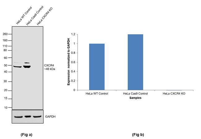 CXCR4 Antibody in Western Blot (WB)