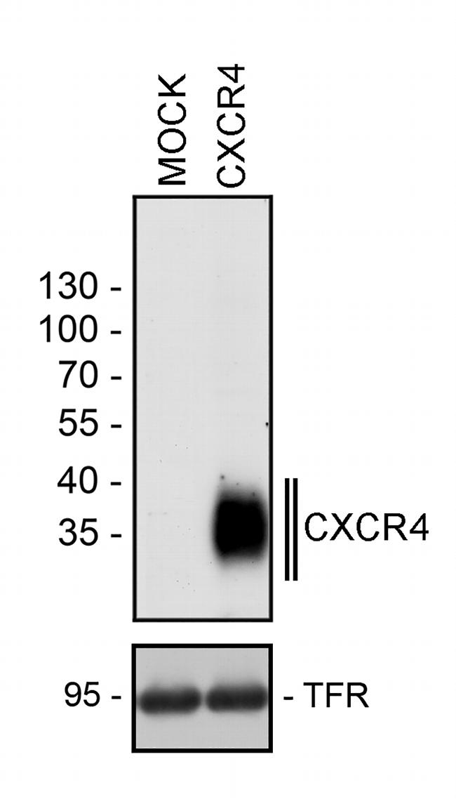 CXCR4 Antibody in Western Blot (WB)