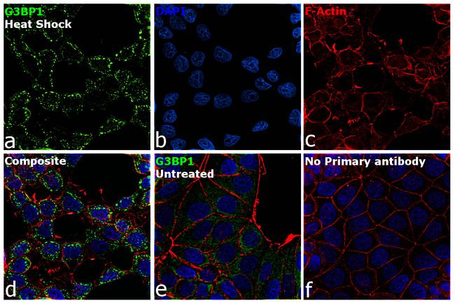 G3BP1 Antibody