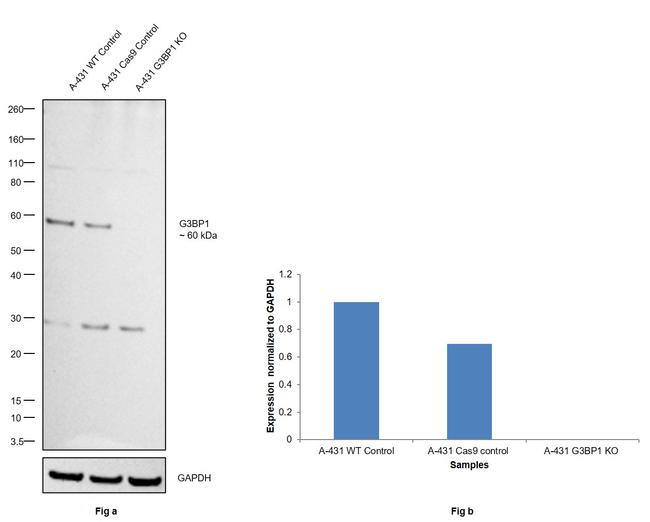 G3BP1 Antibody in Western Blot (WB)