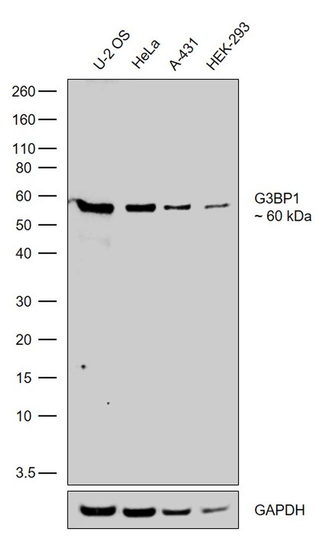 G3BP1 Antibody in Western Blot (WB)