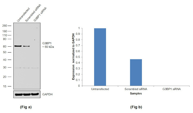 G3BP1 Antibody