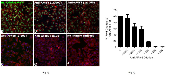 Alexa Fluor 488 Antibody in Immunocytochemistry (ICC/IF)