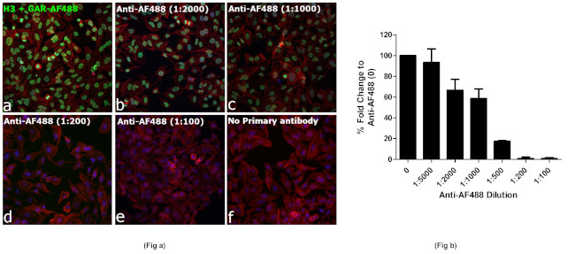 Alexa Fluor 488 Antibody