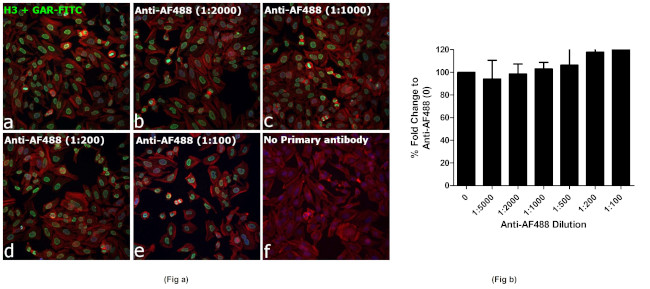 Alexa Fluor 488 Antibody