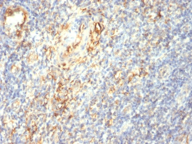 Transglutaminase II (TGM2) Antibody in Immunohistochemistry (Paraffin) (IHC (P))