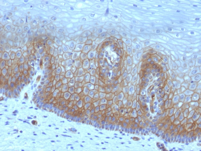 Thrombomodulin/CD141 Antibody in Immunohistochemistry (Paraffin) (IHC (P))