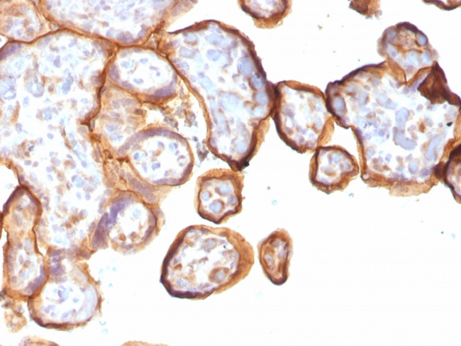 Thrombomodulin/CD141 Antibody in Immunohistochemistry (Paraffin) (IHC (P))