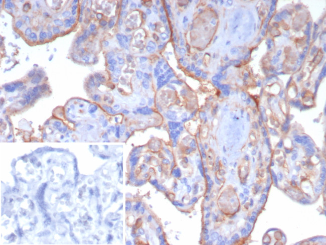 Thrombomodulin/CD141 (Endothelial Cell Marker) Antibody in Immunohistochemistry (Paraffin) (IHC (P))