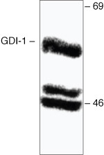 GDI1 Antibody in Western Blot (WB)