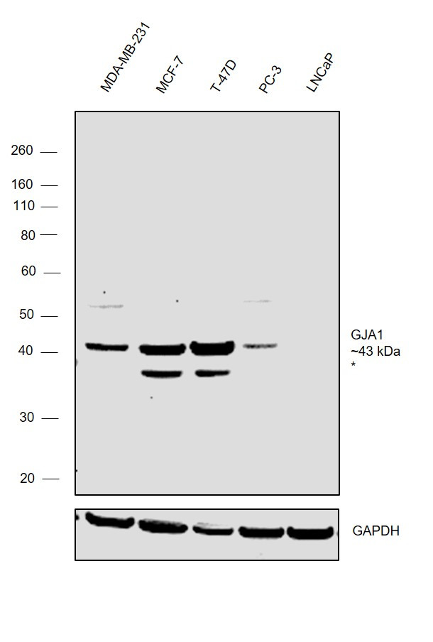 Connexin 43 Antibody